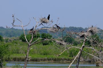 Phalacrocoracidés (Cormorans)