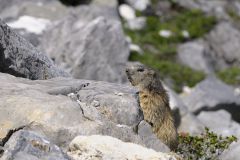 Lapins - Rats - Mulots - Marmottes